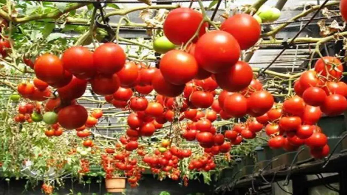 Rooftop Tomato Cultivation: Fresh Tomatoes Growing on Rooftop Garden